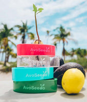 AvoSeedo - Avocado Seed Incubator