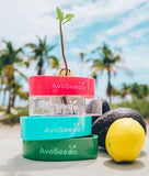 AvoSeedo - Avocado Seed Incubator | 3 Pack